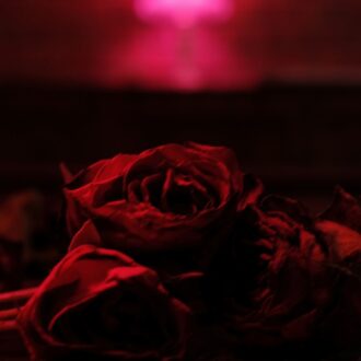Paper Kites Roses